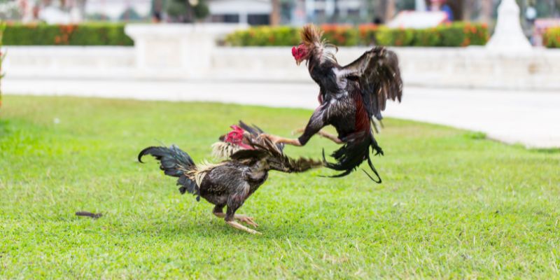 Nguồn gốc và sự phân bổ của các giống gà chọi 