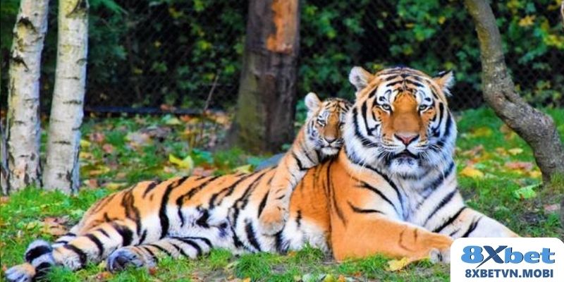 Mơ thấy nuôi hổ thường báo hiệu cho việc gặp khó khăn trong cuộc sống về các mối quan hệ