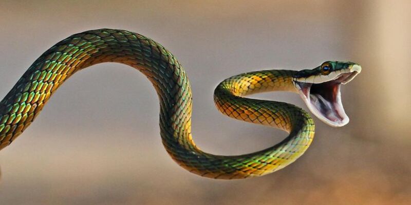 Nằm mơ thấy rắn mang lại điều tốt hay xấu?